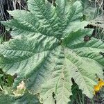 Gunnera tinctoria Blatt