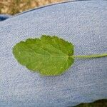 Erodium malacoidesFolla