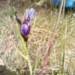 Aristea abyssinica Цвят