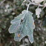 Populus × canescens Ліст