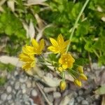 Allium moly Flors