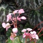 Begonia hydrocotylifolia Λουλούδι