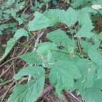 Rubus spectabilis পাতা