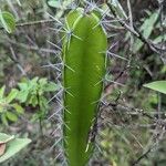 Neoraimondia herzogiana Leaf