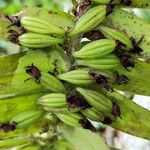 Calyptrochilum christyanum Fruto