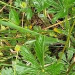 Potentilla thuringiaca Leaf