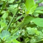 Solanum douglasii Плод
