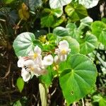 Begonia minor Floro