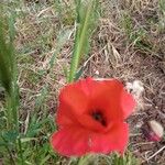 Roemeria argemone 花