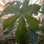 Cecropia peltata Leaf