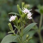 Stevia rebaudiana Flower