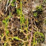 Selaginella helvetica Habit