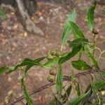 Sapium argutum