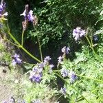 Lavandula canariensis Fleur