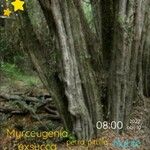 Myrceugenia exsucca Corteza