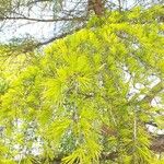 Larix occidentalis List