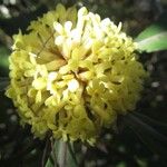 Pittosporum collinum 花