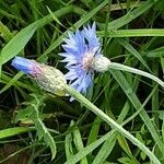 Centaurea cyanus Floare