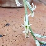 Haworthia turgida Flower