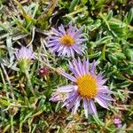 Aster alpinusFleur