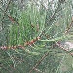 Pinus bungeana Листок