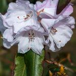 Rhododendron oreodoxa Flower