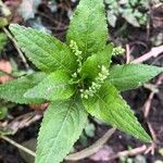 Mercurialis perennis Hoja