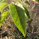 Solanum campylacanthum Yaprak