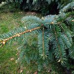 Picea engelmannii ഇല