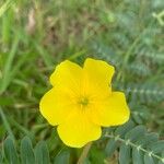 Tribulus cistoidesFlower