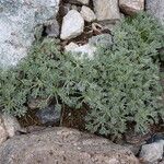 Artemisia umbelliformis Liść