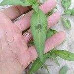 Persicaria maculosa Ліст