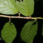 Coccoloba porphyrostachys List