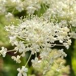 Peucedanum ostruthium Кветка