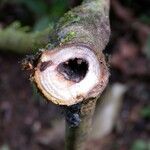 Cinnamomum chavarrianum Otro