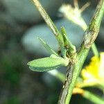 Chondrilla juncea Leaf