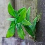 Jasminum beesianum Blatt