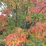 Acer davidii Plante entière