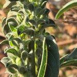 Meiosperma bracteatum Συνήθη χαρακτηριστικά