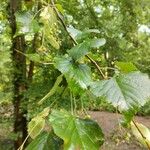 Tilia x europaea Blad