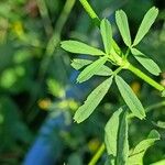 Medicago falcata Лист