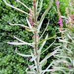 Linaria purpurea Blad