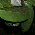 Salacia petenensis 叶