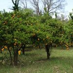 Citrus aurantium Hábito