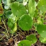 Hydrocotyle umbellata List