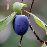 Prunus domestica Fruit