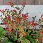 Kalanchoe crenata Habitatea