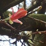 Acer platanoides Blomma