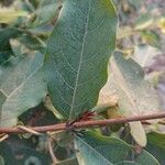 Combretum micranthum Blatt