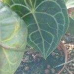 Anthurium clarinervium List